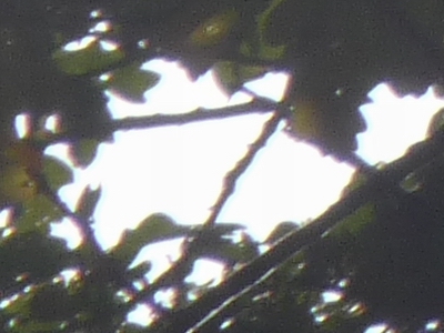 Panasonic Lumix FZ28: o krok blíže dokonalosti