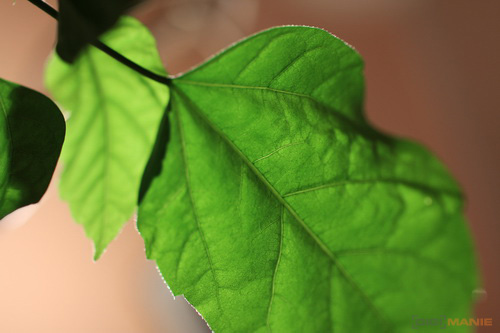 Canon EOS 60D: na pomezí dvou světů