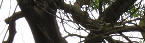 Canon RF 24-105mm f/4 L IS USM