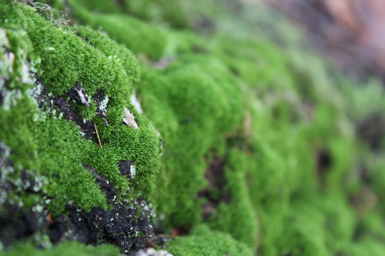 Canon EOS 1200D: vylepšený základ