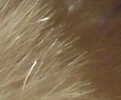 Samsung ST1000: nabitý technologiemi