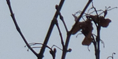 Panasonic Lumix FZ200: ultrazoomové překvapení roku