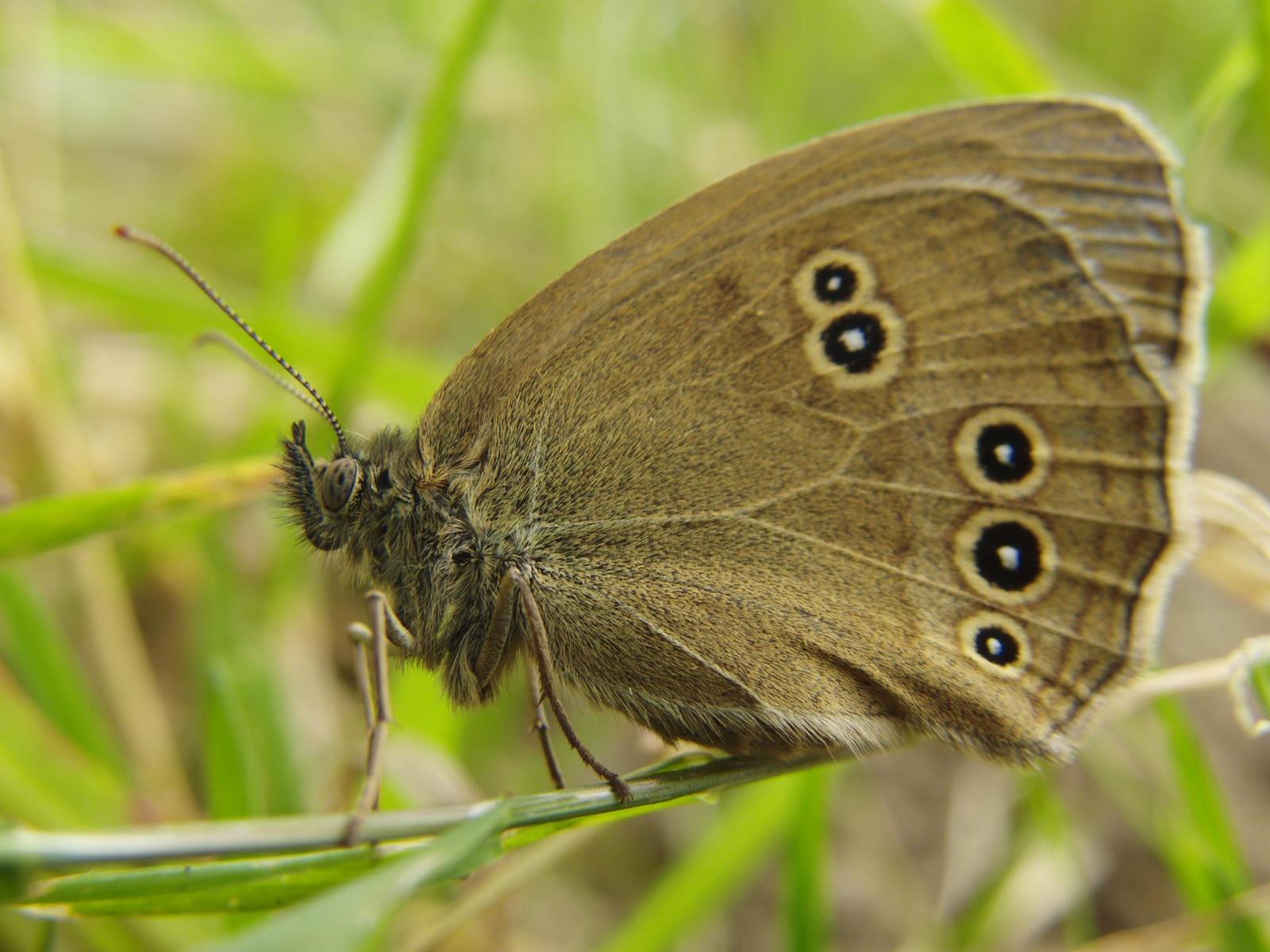 Casio EXILIM FH25: univerzální sportovec