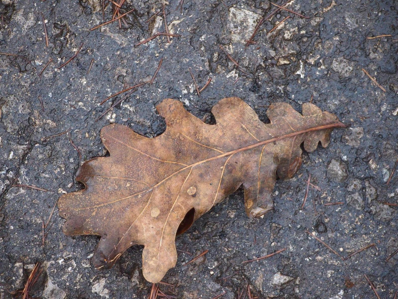 Olympus M.Zuiko Digital 40-150 mm F4-5,6 + nová R verze