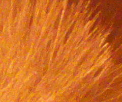 Fujifilm FinePix HS10: ultrazoom roku?