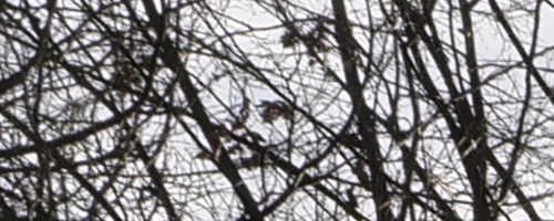 Panasonic Leica DG Vario-Summilux 10-25mm F1.7 ASPH.