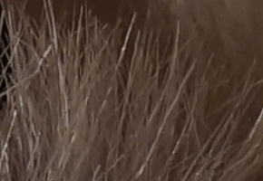 Sony SLT-A77: megapixelový přeborník