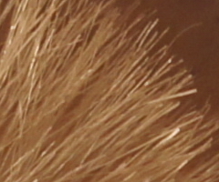 Sony SLT-A33: přesvědčivý revolucionář