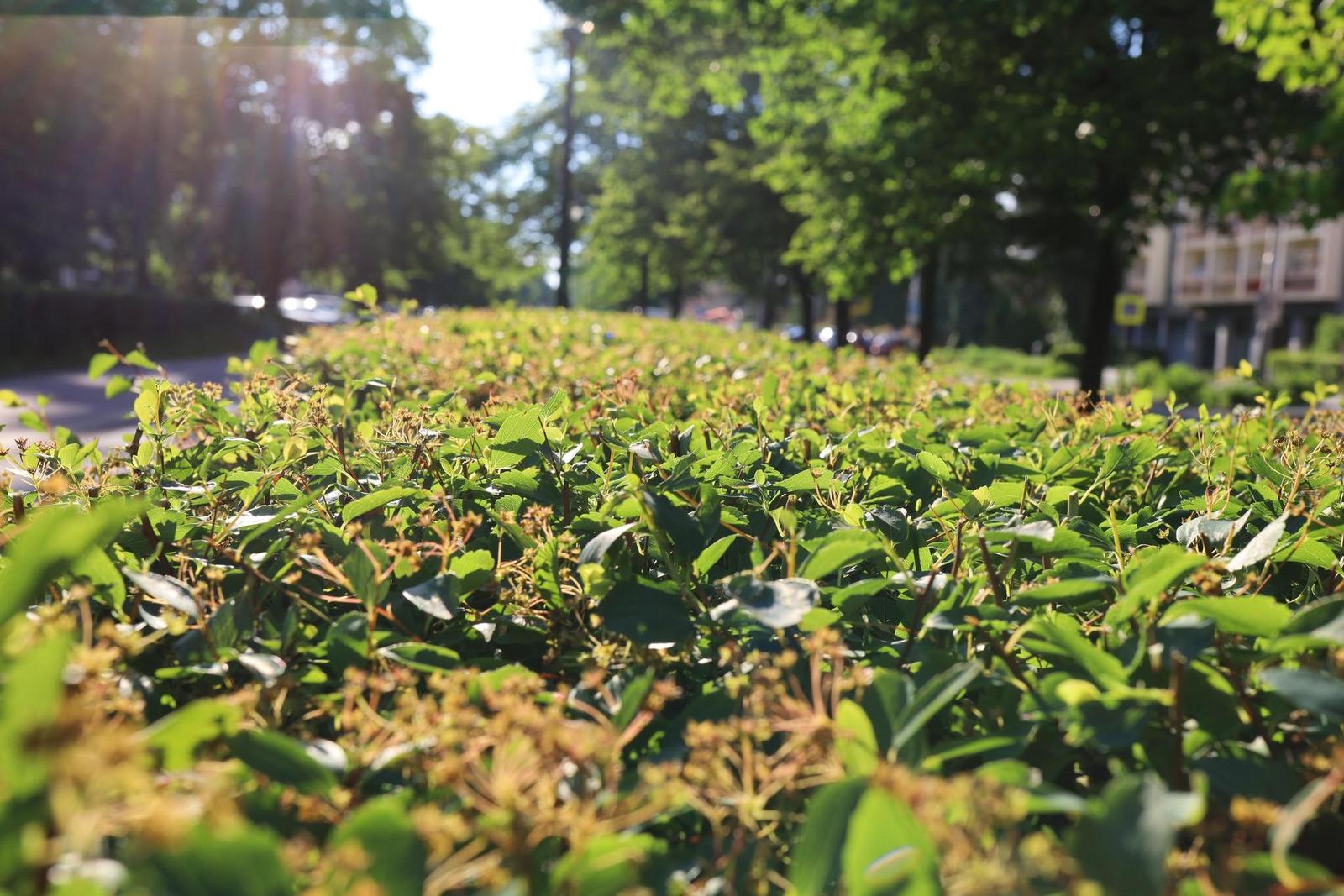 Canon EF 35mm f/2 IS USM