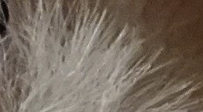 Sony Cyber-shot RX100 III (RX100M3): superSony