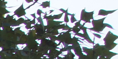 Sony SAL-1855 (DT 18-55mm F3,5-5,6 SAM)