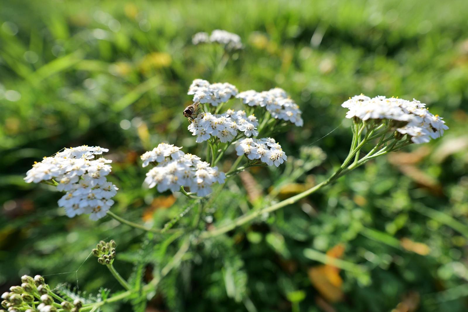 Panasonic Lumix S 18mm F1.8