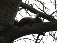 Canon PowerShot A530 - třetí z rodu