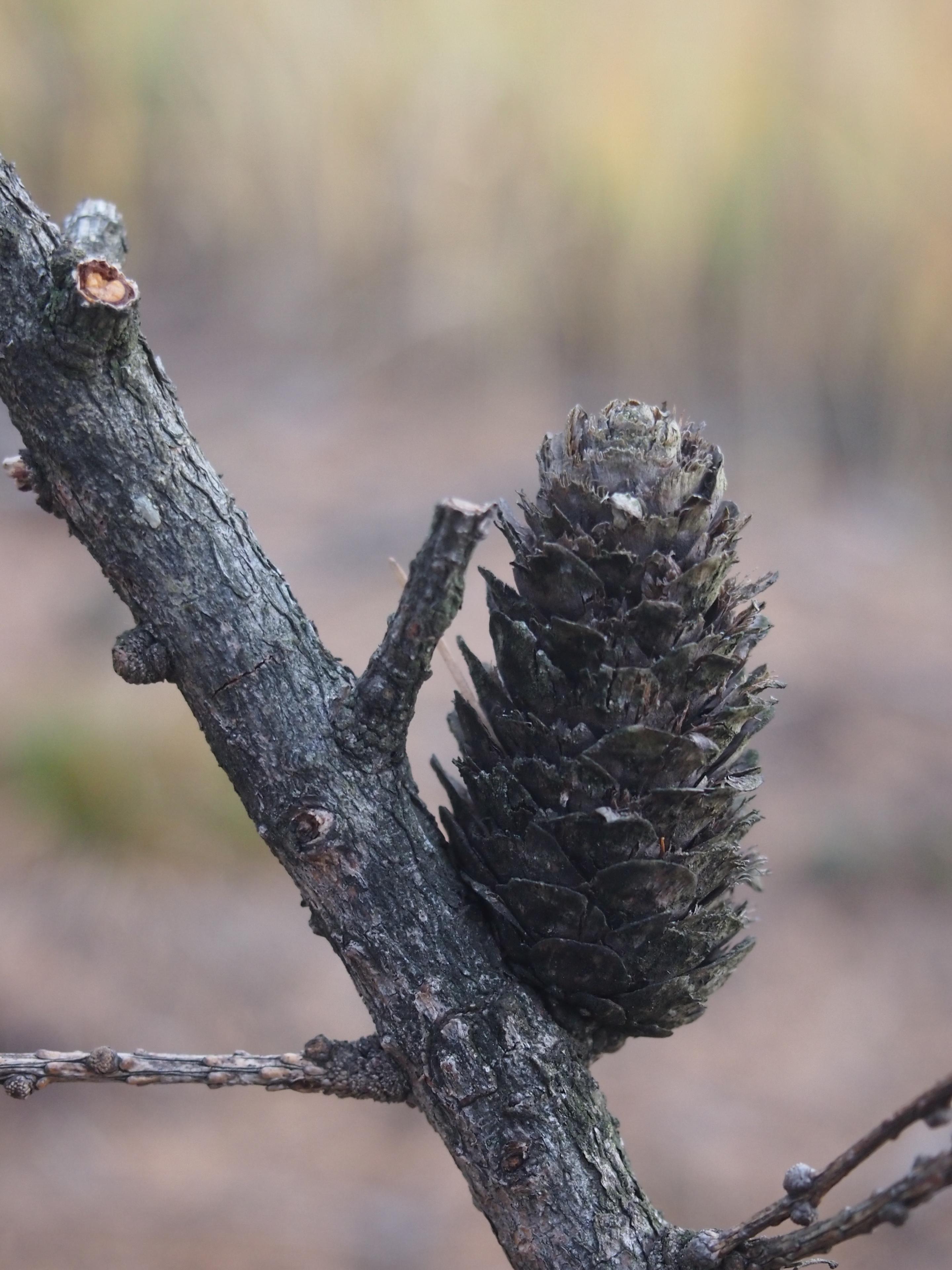 Olympus PEN E-P3: král všech PENů