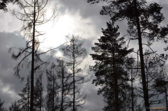 Nikon AF-S NIKKOR DX 55-300mm 1:4.5-5.6G ED VR