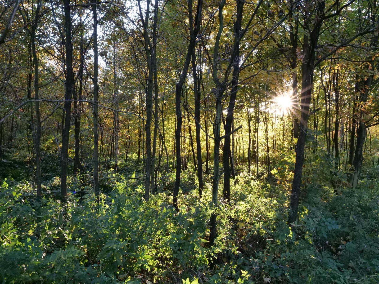 Panasonic Lumix GH5 II: nejen pro vloggery