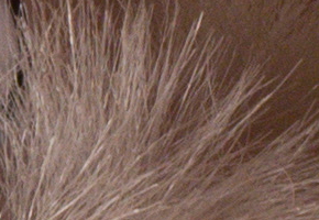 Sony NEX-6: pan dlouho očekávaný