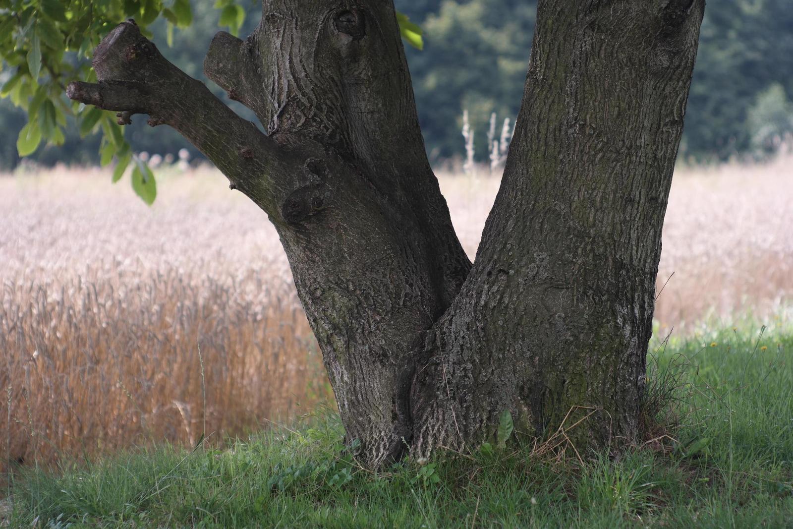 Jupiter-9 85mm F2.0 (M39)