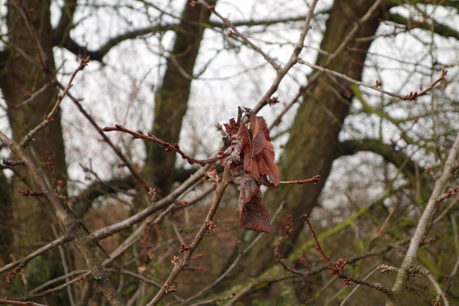 Canon PowerShot G9 X vs Sony Cyber-shot RX100