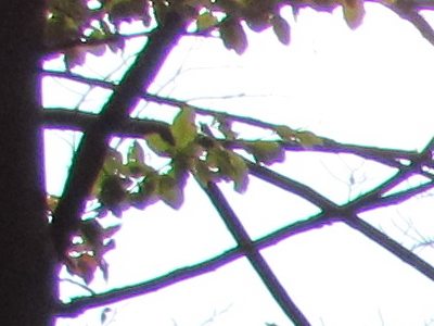 Canon PowerShot SX30 IS: sebevědomý rekordman