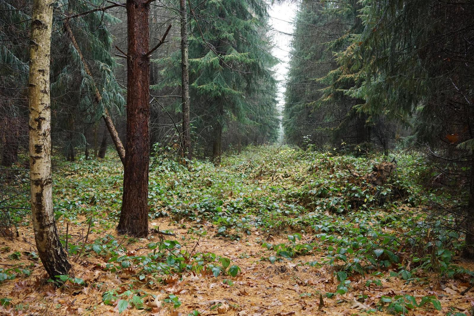 Sony A7R II (ILCE-7RM2): detaily na druhou