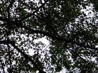 Acer CP-8660: zajímavý rebrand