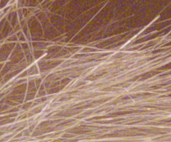 Panasonic Lumix FZ45 a FZ100: na vrcholu