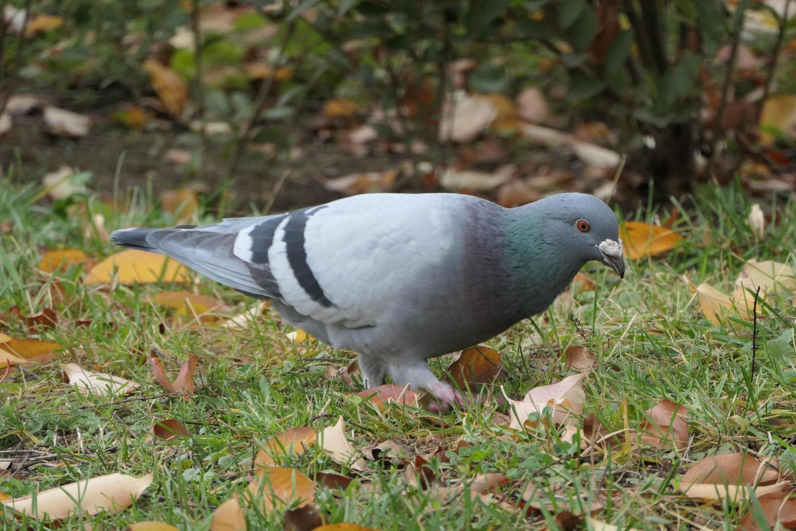 Panasonic Lumix TZ200: kamarád na cesty