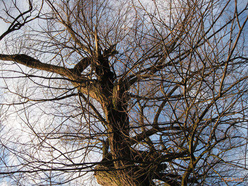 Canon PowerShot A1000 IS: ve stínu předchůdce