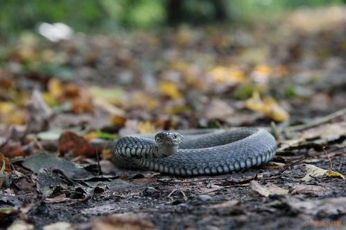 Canon EOS 550D: třídní premiant