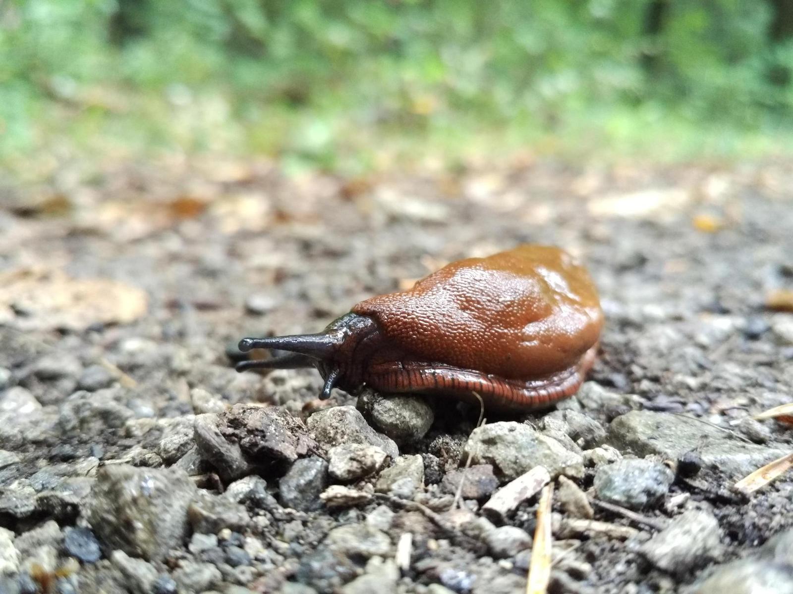 Xiaomi Mi 4C 16GB: ostřejší než břitva