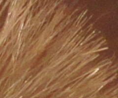 Sony SLT-A33: přesvědčivý revolucionář