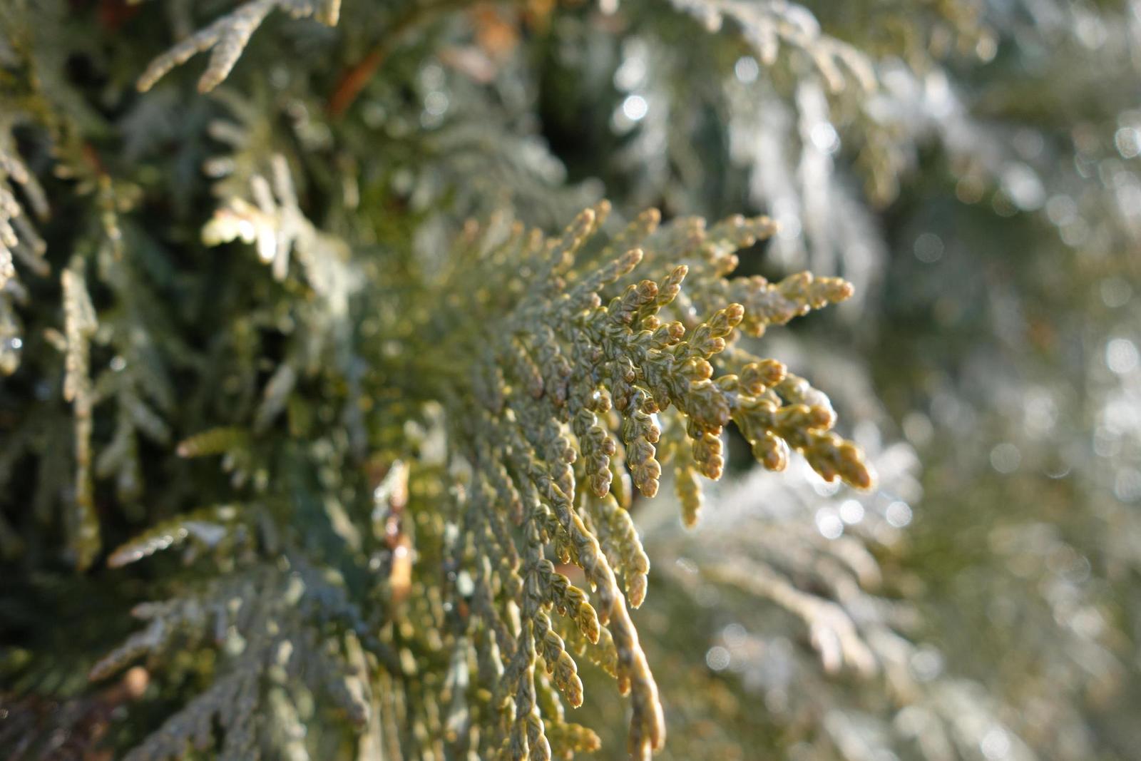 Canon PowerShot G9 X vs Sony Cyber-shot RX100