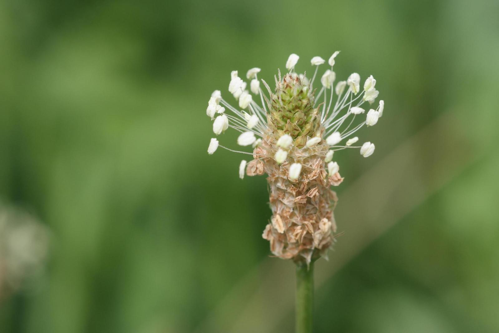 Jupiter-9 85mm F2.0 (M39)