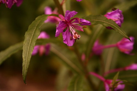Srovnání 2 objektivů: profesionální Sigma vs. setový Canon