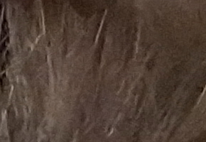 Sony SLT-A77: megapixelový přeborník