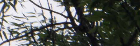 Minolta MD Rokkor 45mm F2.0 (MD)