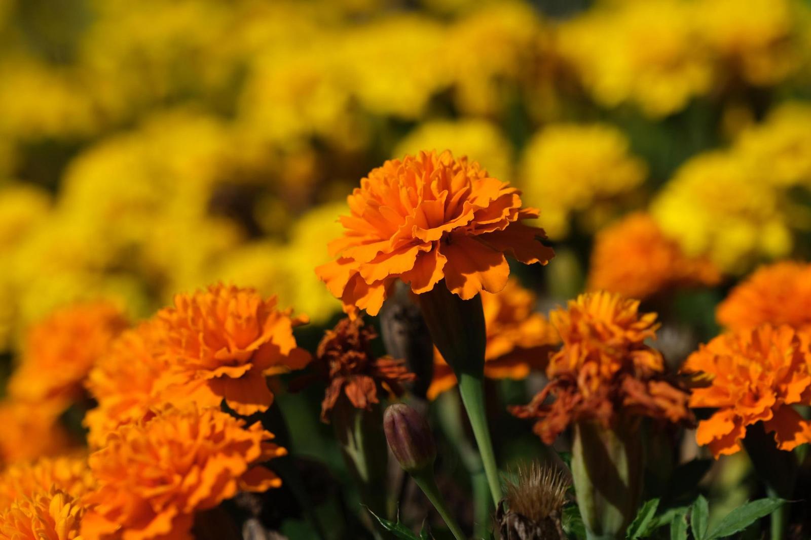 Fujinon XF 16-80mm F4 R OIS WR