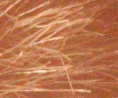 Canon EOS 500D: povedený pokračovatel rodu