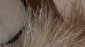 Panasonic Lumix LX100: pozoruhodný profi kompakt