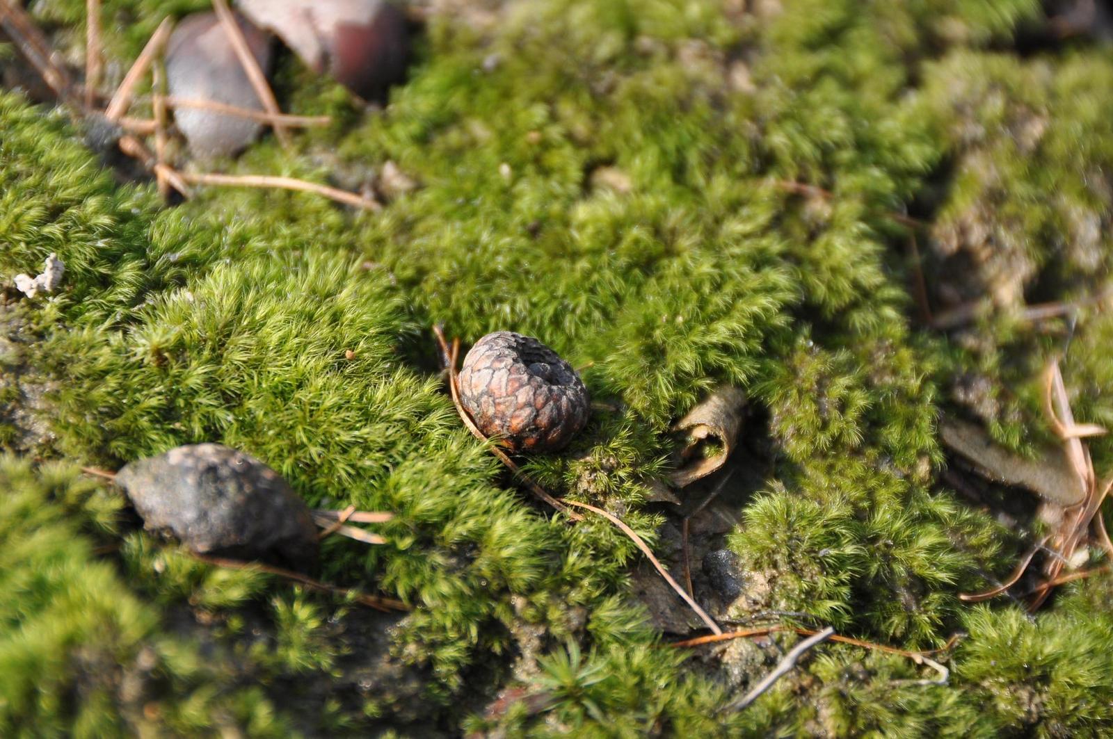 Dva objektivy nebo jeden ultrazoom?