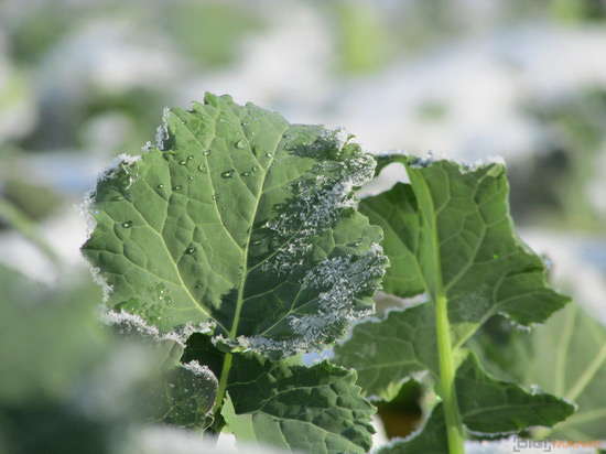 Canon PowerShot SX500 IS: fotící stroj času