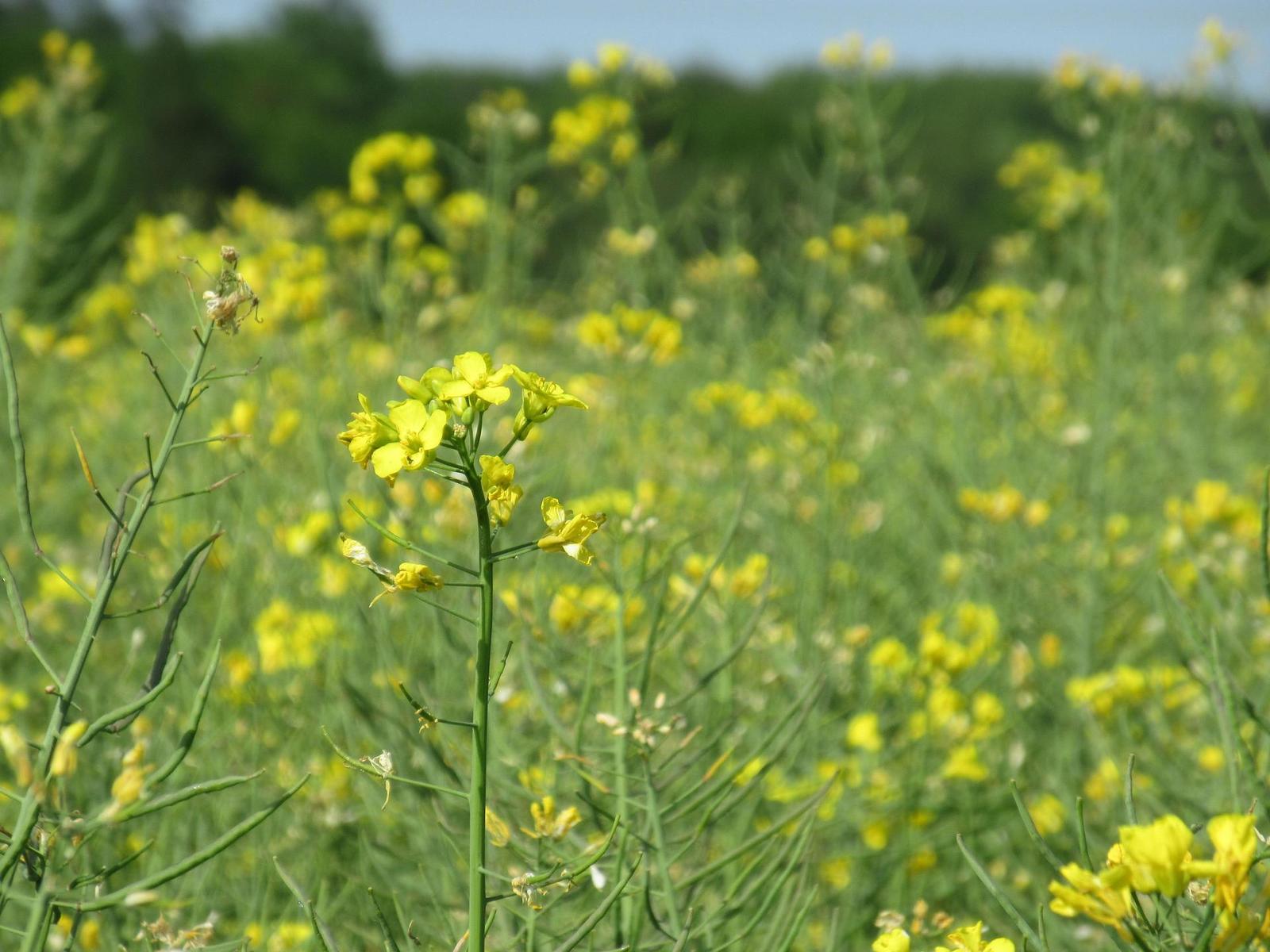 Canon IXUS 285 HS: kamarád do kabelky