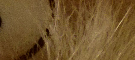 Nokia Lumia 1020 vs. 808 PureView