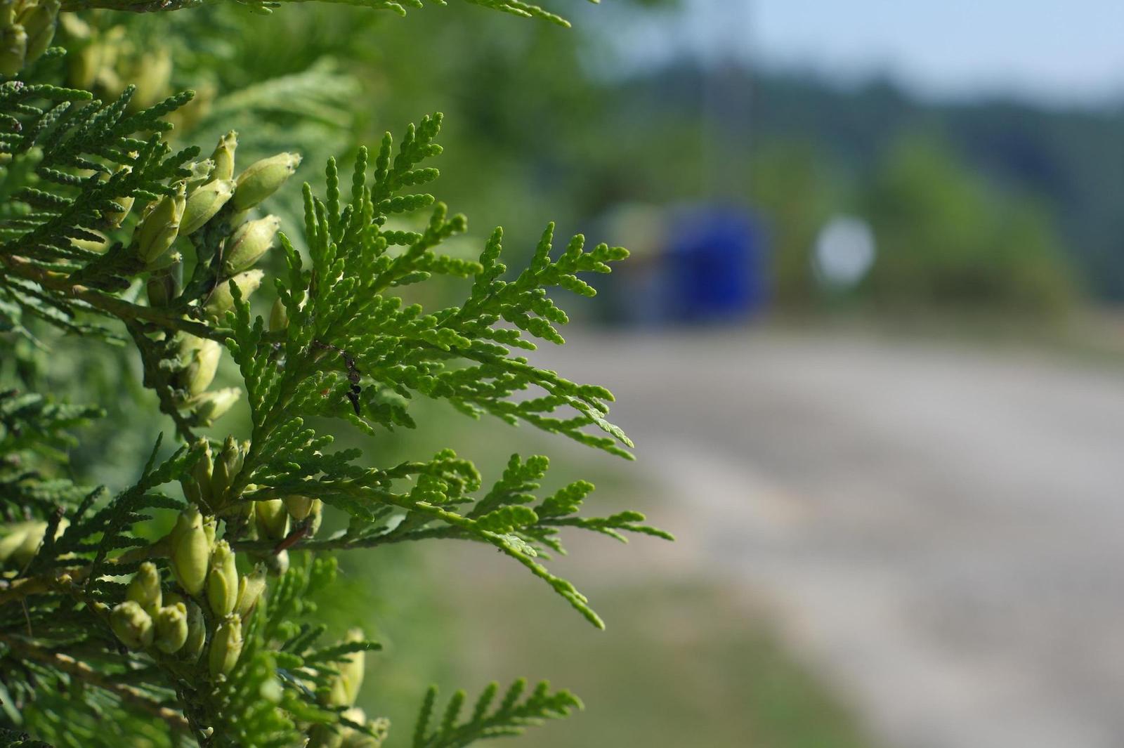 Minolta MC Rokkor-PF 50mm F1.7 (MC/MD)