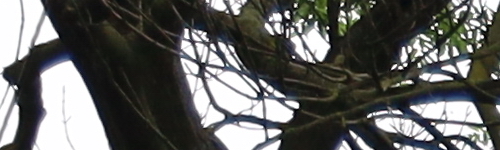 Canon RF 24-105mm f/4 L IS USM