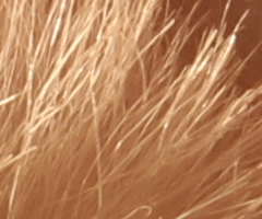 Canon EOS 550D: třídní premiant