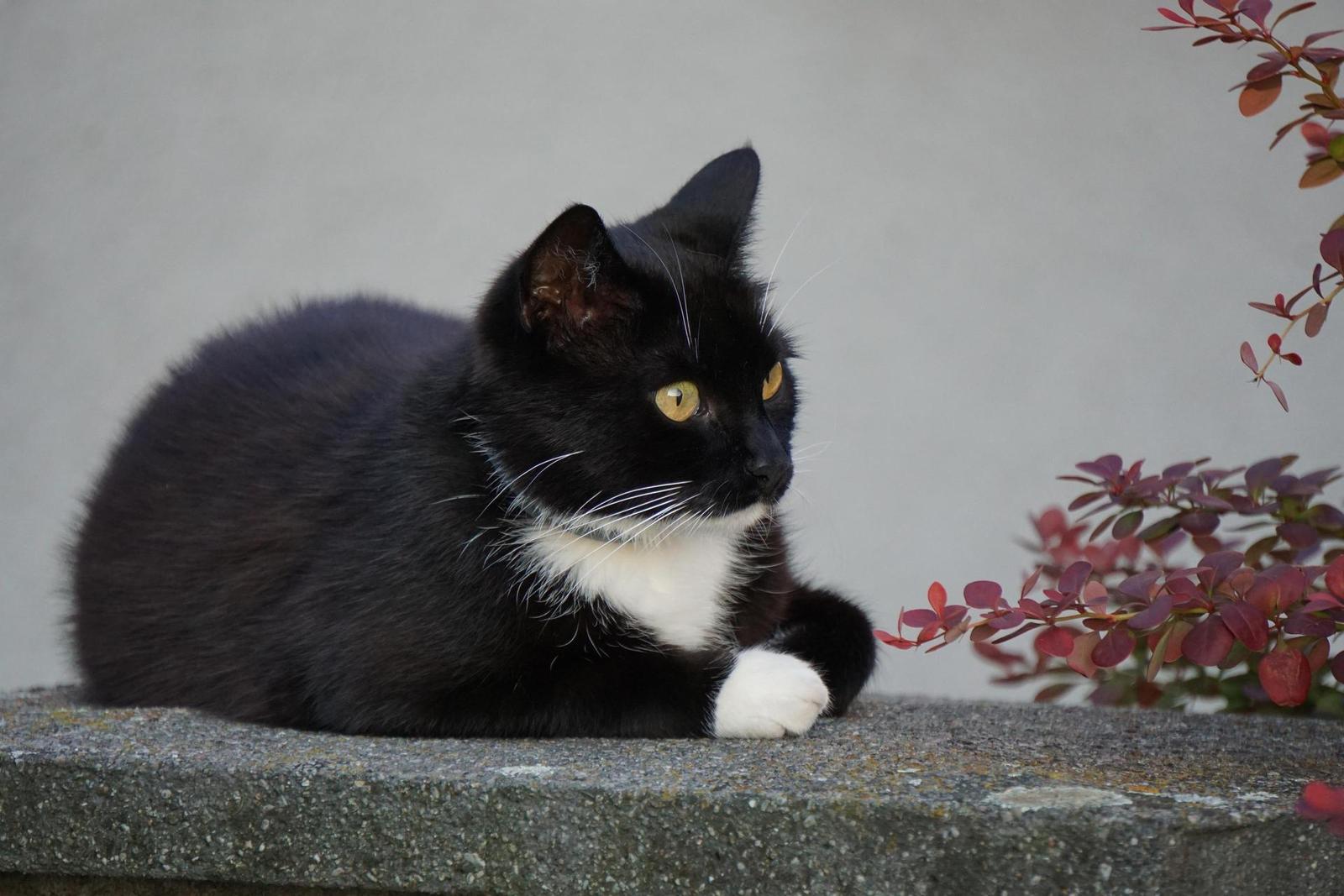 Sony E 55-210mm F4.5-6.3 OSS (SEL55210)