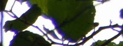 Tamron 16-300mm f/3.5-6.3 Di II VC PZD Macro