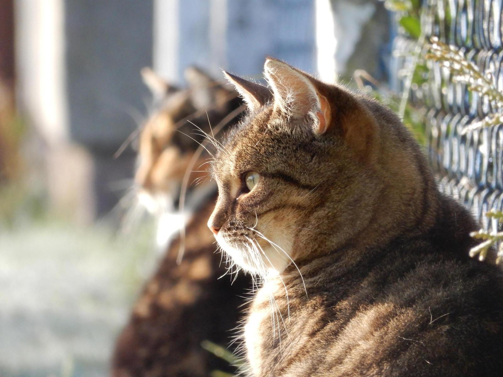 Nikon Coolpix A900: 4K do kapsy